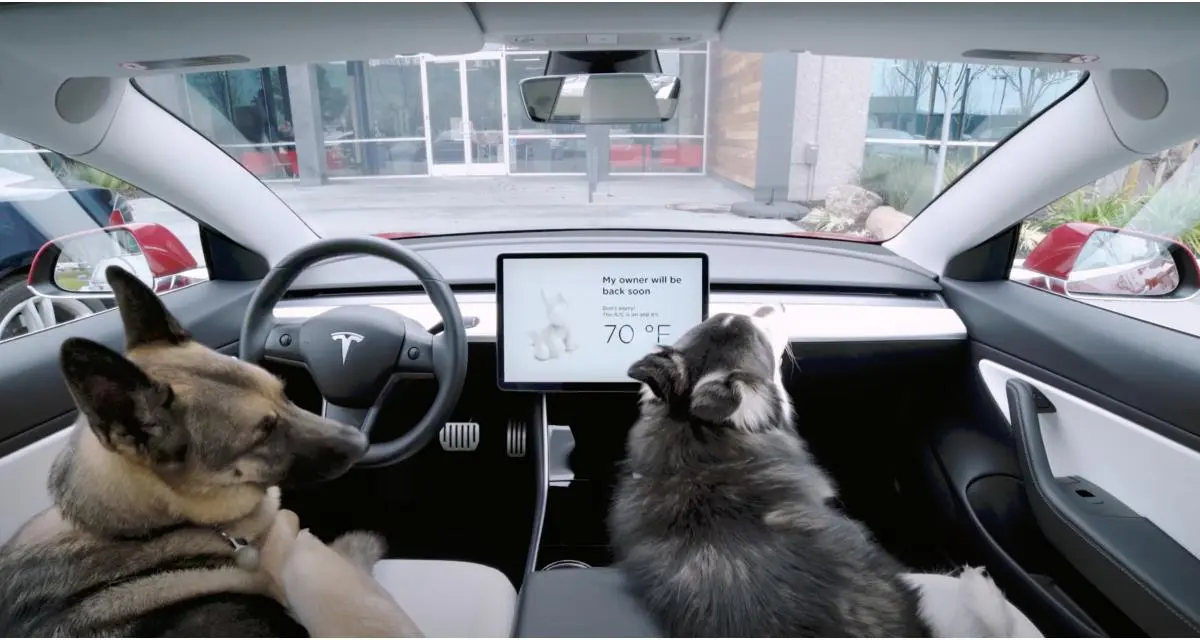 Rouler en voiture électrique pour le bien-être de votre chien